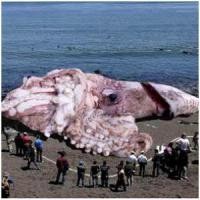 Тайны океана: гигантский каменный цветок