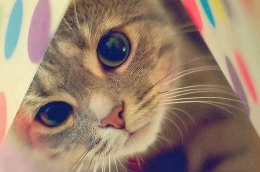 Ученые нашли необычное применение кошкам!