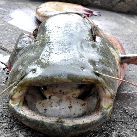 Польские рыбаки нашли останки военнослужащего Третьего Рейха в чреве 100-летней рыбы