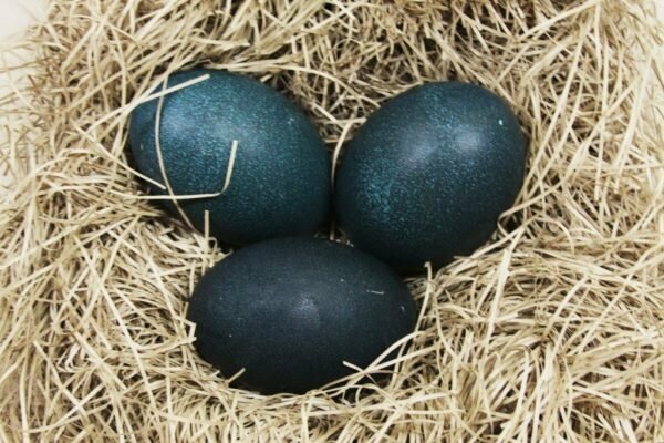 Фермер нашел странные яйца черного цвета – посмотрите, что вылупилось из них!