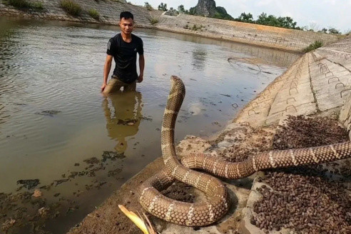Умирающая кобра приползла к людям: и вот что они сделали