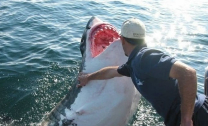 Рыбак спас белую акулу, а она его отблагодарила