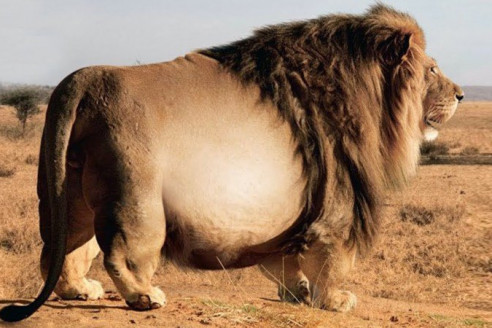 Rangers Spot Giant Lion - Vet Is Shocked When Looking At The Ultrasound